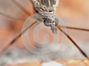 Crane Fly Close Up - daddy long legs