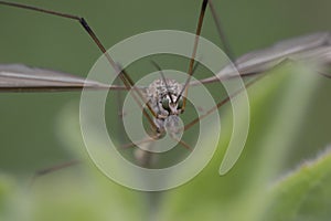 Crane fly close up of head