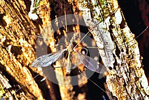 Crane Fly Nephrotoma Appendiculata photo