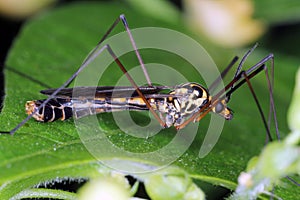 Crane fly is a common name referring to any member of the insect family Tipulidae. It is pest in soil of many crops.