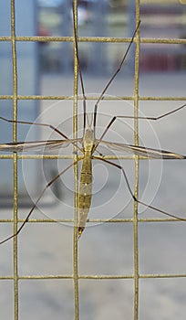 Crane fly, commonly mistaken as dangerous mosquito photo