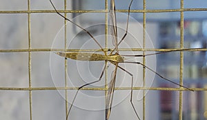 Crane fly, commonly mistaken as dangerous mosquito photo