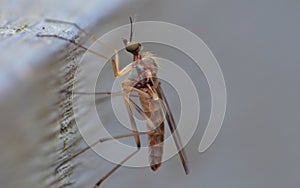 Crane fly or daddy long-legs