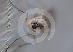 Crane fly or daddy long-legs