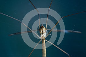 Crane Fly (Daddy-Long-Legs) Macro