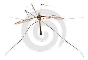 Crane fly or daddy long-legs, Tipula maxima