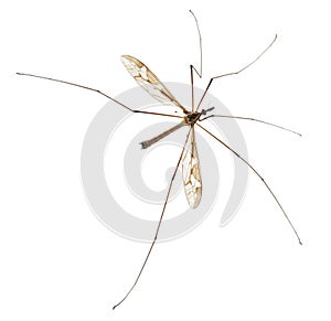 Crane fly or daddy long-legs, Tipula maxima photo