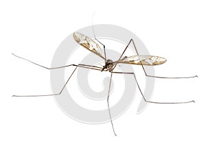 Crane fly or daddy long-legs, Tipula maxima