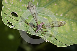 Crane fly - Daddy Longlegs - Gallynapper