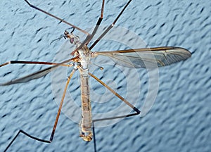 Crane fly or Daddy Longlegs on glass door. photo