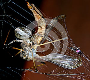 Crane fly or daddy longlegs in late autumn after laying eggs and in spiders web... UK.