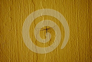 Crane fly or daddy longlegs on yellow background
