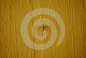 Crane fly or daddy longlegs on yellow background photo