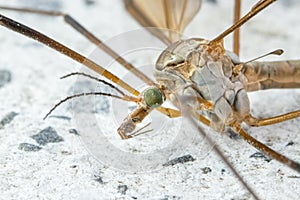 Crane fly from extreme close-up . Tipula maxima.