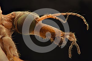 Crane Fly extreme closeup