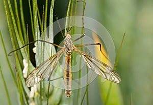 A Crane Fly in the family Tipulidae on a Wheat leaf in the UK in June