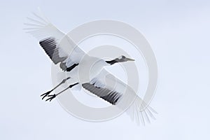 Crane in fly. Flying White bird Red-crowned crane, Grus japonensis, with open wing, with snow storm, Hokkaido, Japan. Wildlife sc