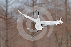 Crane in fly. Flying White bird Red-crowned crane, Grus japonensis, with open wing, with snow storm, Hokkaido, Japan. Wildlife sce
