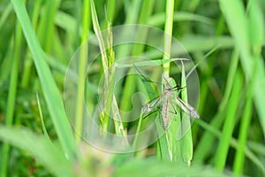 A  crane fly  in green nature