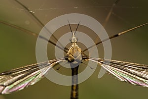 Crane fly insect