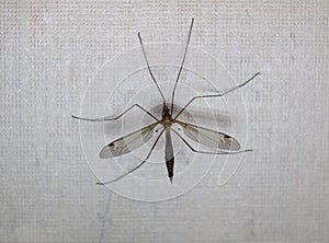 crane fly insect animal