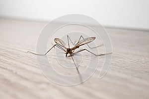 Crane Fly insect in a home on wooden floor. Commonly called daddy long legs
