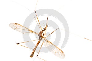 Crane Fly Isolated