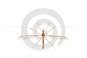 Crane Fly Isolated