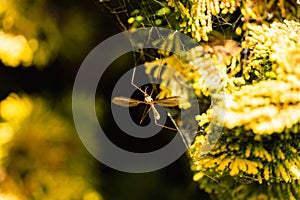 Crane Fly with its legs stuck in a spider web on a yellow bush, Tipula paludosa