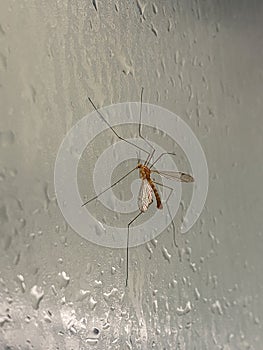 Crane fly mosquito hawk