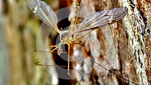 Crane Fly Nephrotoma Appendiculata photo