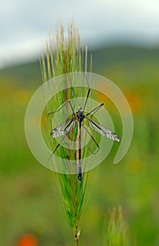Crane fly on a wall barley, Carrizo plain national monument photo