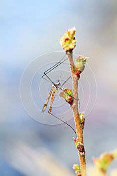 Crane fly on a plant stalk