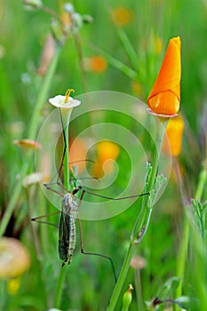 Crane fly on a poppy, Carrizo plain national monument photo