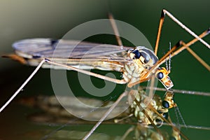 Crane fly reflection