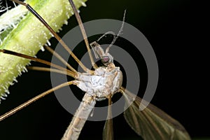 Crane fly, tipula