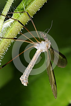 Crane fly, tipula