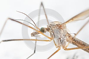 Crane fly. Tipula maxima. Creepy micro world