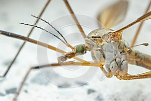 Crane fly. Tipula maxima. Detail head and body. Insect magnification