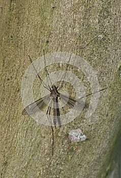 Crane Fly (Tipula oleracea) resting on a Crepe Myrtle tree.