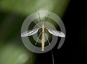 Crane fly
