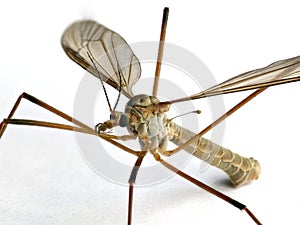 Crane fly, Tipulidae family, on white background