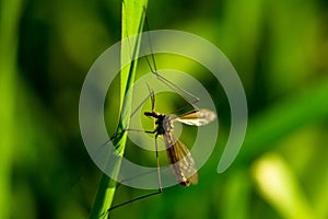 Crane fly (Tipulidae) sitting on the grass