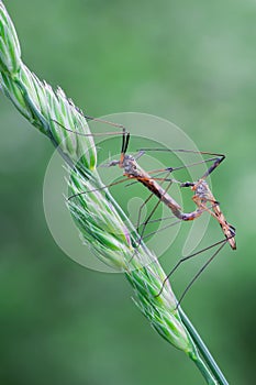 Crane fly (tipuloidea)