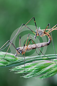 Crane fly (tipuloidea)