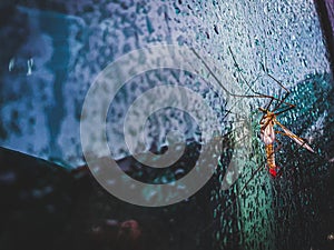 Crane Fly On A Window with water drops