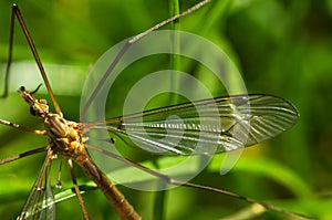 Crane fly wing, head and eyes - Tipula sp.