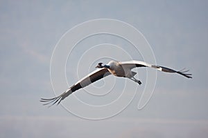 Crane flying