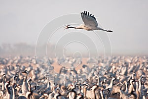 Crane flying