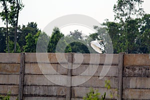 Crane flying on Boundary Wall